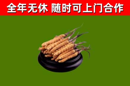 吉木乃县烟酒回收冬虫夏草.jpg